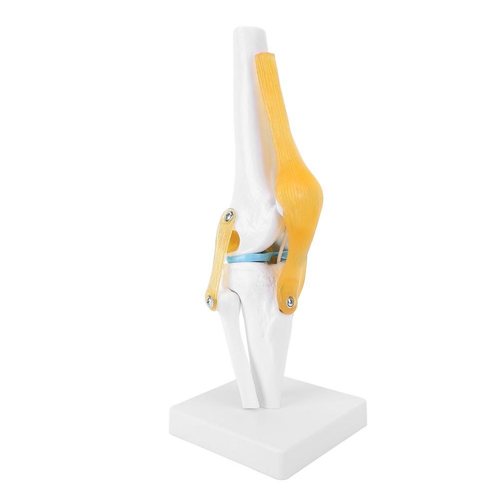 PVC Human Knee Joint Model Anatomical Shape Patella Model Anatomy Reference
