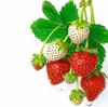 Charming Strawberry Waterproof Kitchen & Refrigerator Stickers