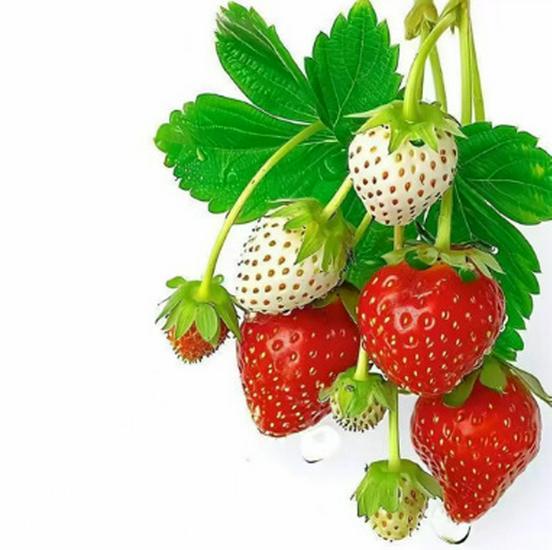 Charming Strawberry Waterproof Kitchen & Refrigerator Stickers