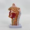 Nasal Cavity Throat Model Human Portable Lightweight Pharynx Larynx for Science Physiology