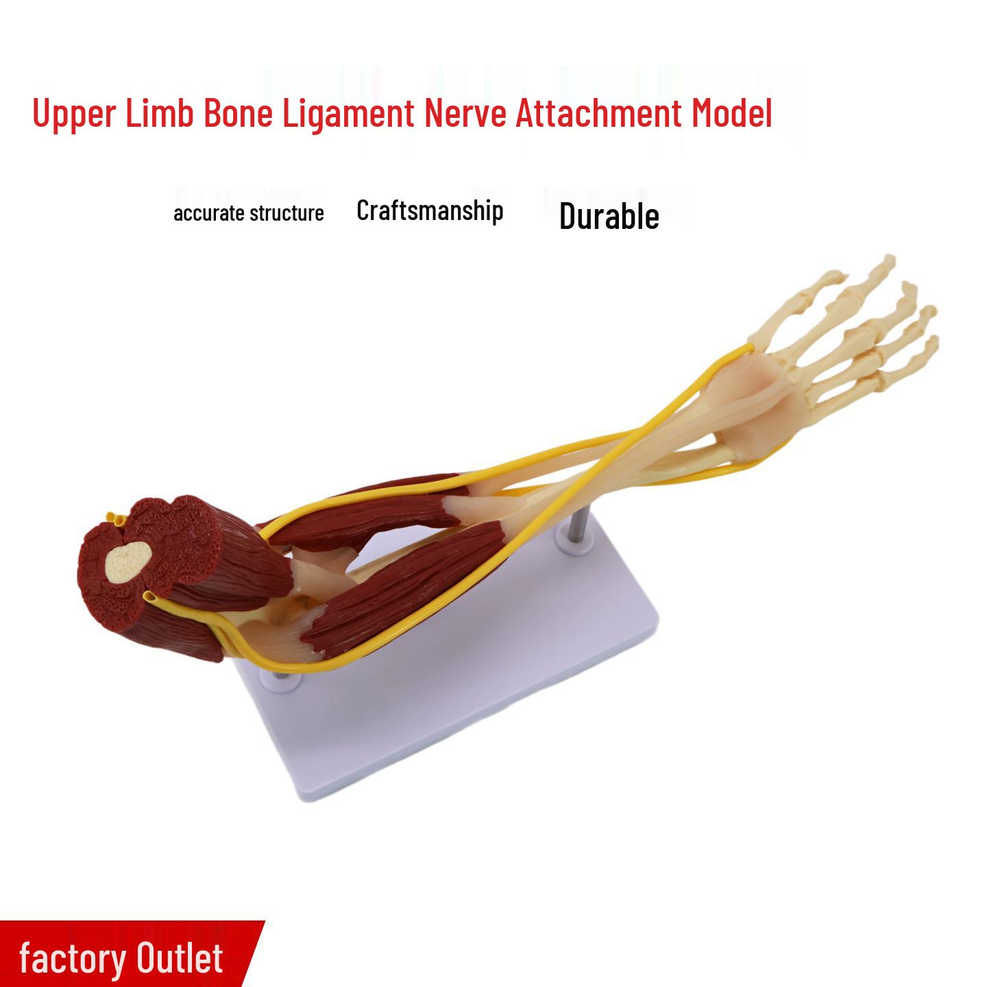 Human Upper Limb Anatomy Model: Bone, Muscle, Nerve, Ligament, Vessel Structure