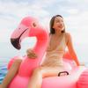 INTEX Flamingo Ride-On Float, 142 x 137 x 97 cm, 57558 [Official Japanese Product]