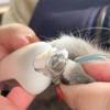 Adjustables Cat Nail Clippers With Safety Lock Comfortable Grip Handle Nail Clippers For Pet Nail Care