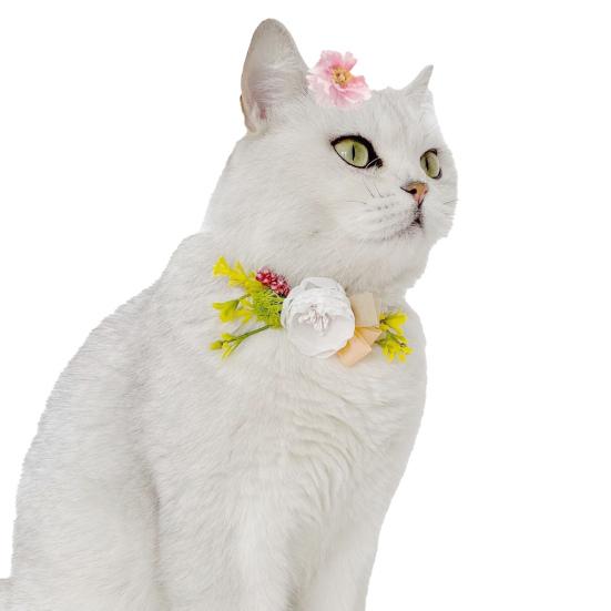 persian cat collar