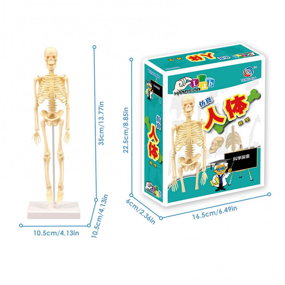 

Модель скелета человека Мини-научная анатомическая модель скелета человека с подвижными руками и ногами. Исследование основных деталей скелетной системы человека. 117