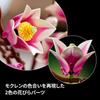 LEGO Botanical Magnolia Toy - Birthday Gift, Mother's Day Gift, Gift for Men and Women, Artificial Plant, Fake Greenery, Flower Bouquet, Decoration, I