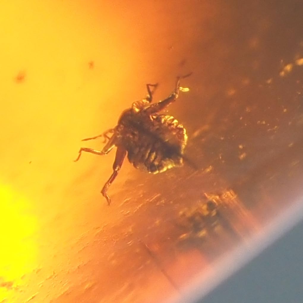 Stone Natural Fossil Amber with Insect Specimen of a 23x15x9mm [N2 Natural] - (34 "One Kind" [Amber Approx. 1.6g, Insect Approx. 1mm])