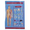 DIY Mannequin Science Cognitive Puzzle Toy Transparent Kid Skeleton Model  Kids Toys