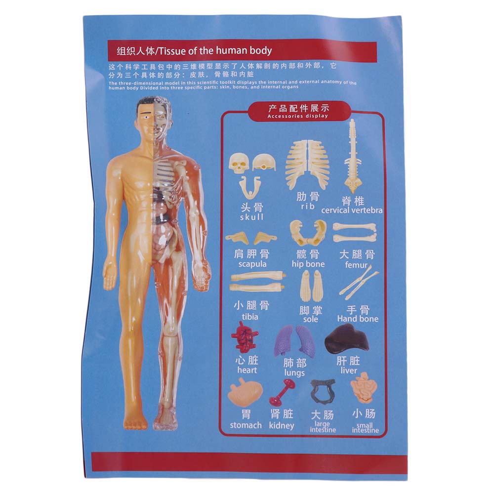 DIY Mannequin Science Cognitive Puzzle Toy Transparent Kid Skeleton Model  Kids Toys