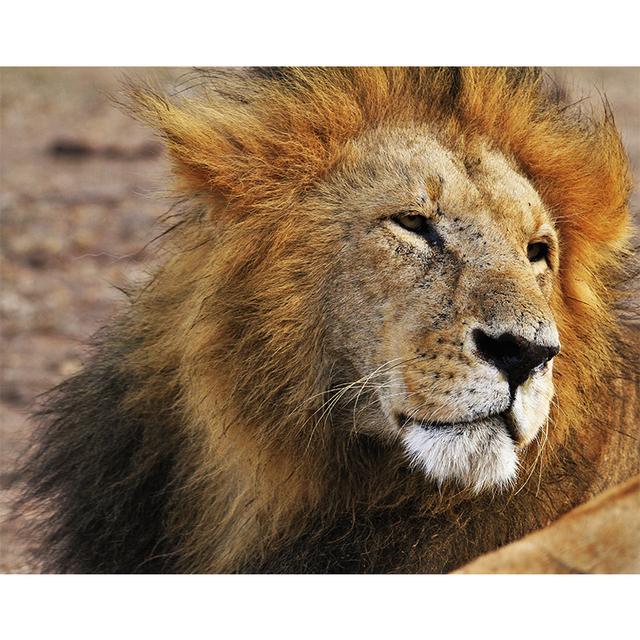 Black White Animals Art Lions Oil Painting Canvas Art Posters and Prints Wall Pictures for Living Room Home Wall Decor