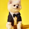 1pc Stripe Patterned Pet Suit 2 In 1 Tuxedo, Suitable for Weddings and Parties