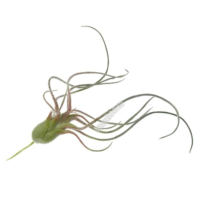 Artificial Flocking Fake Bromeliads Air Plants Hanging Simulation Tillandsia Plants For Home Wedding Party Flower Decoration