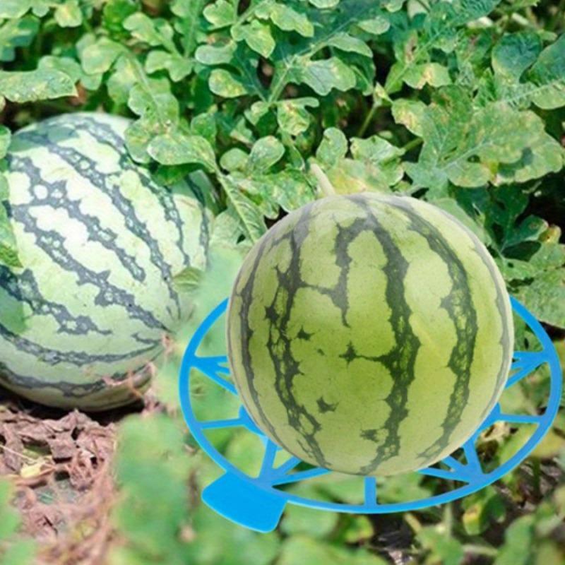 20 Stück Melonenhalterung, Kürbisstütze, Erdbeerstützen-Halter-Set, schützt Wassermelonen vor Bodenfäule, hält bis zu 8 Pfund