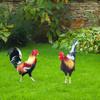 1PCS Rooster Yard Decor Weatherproof Chicken Fence Sculpture Garden Decorations Acrylic for Garden Patio Backyard Decoration