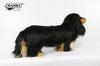 BH8511 HANSA Miniature Dachshund Long Black