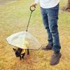 Ombrello Trasparente a Forma di C per Animali Domestici, Guinzaglio Regolabile per Passeggiate con il Cane nei Giorni di Pioggia Accessorio Ombrello per Cani