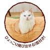 Petio Cat Toy necoco Wood Grain Cat Tunnel Straight with Shaking Sounds
