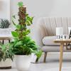 Moss Stick Height Adjustable Moss Pole Transparent Weather Resistant Water Moss Column Plastic 24 Inch Plant Support Garden