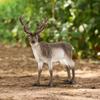 Schleich Wildlife Reindeer Figure 14837