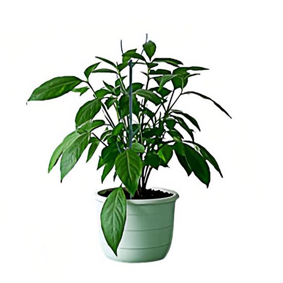 Stackable Plant Stakes Monstera Plant Support Stakes Climbing Plants Support Sticks for Vine Training Indoor Outdoor Potted Plants