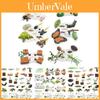 25 Piece Realistic Insect Life Cycle Card Set With Detailed Pvc Models For Kids Learning