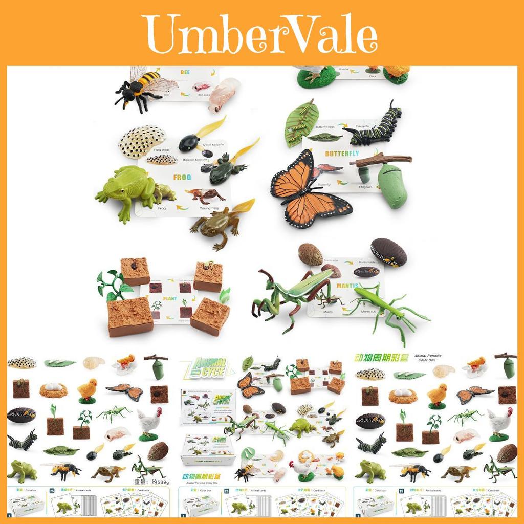 25 Piece Realistic Insect Life Cycle Card Set With Detailed Pvc Models For Kids Learning