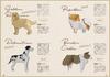 Origami Cats & Dogs Premium