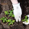 50 Pcs Seeds Starter Pots Biodegradable Plant Nursery Pots Garden Organic Planter for Transplanting Seedlings Seeds Germination