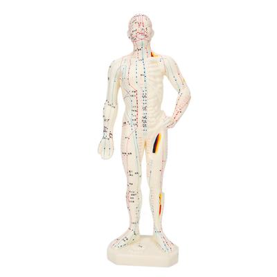 26 cm Profesyonel Unisex PVC Akupunktur Noktası İnsan Vücudu Modeli Öğretim Aracı