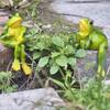 Frogs Figurine Pot Hangers Decorations,Hanging Frogs Figurine Garden Decors