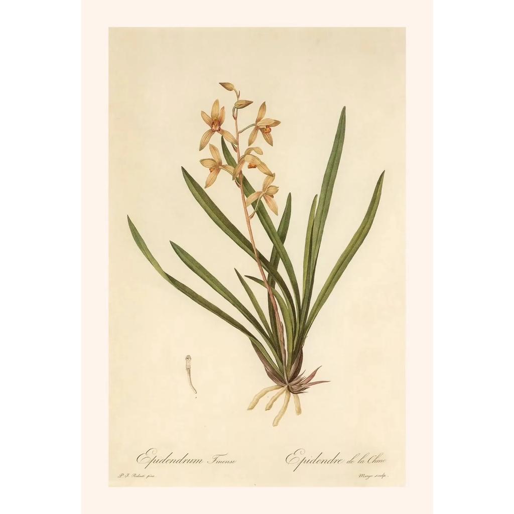 Pósters y Grabados Botánicos Vintage Color Melocotón Lirio de Barbados Crinum Pintura sobre Lienzo Arte de Pared Imagen para Decoración de Habitación Oficina