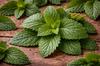 Lemon Balm Leaf 200g Tisania Herbal Tea