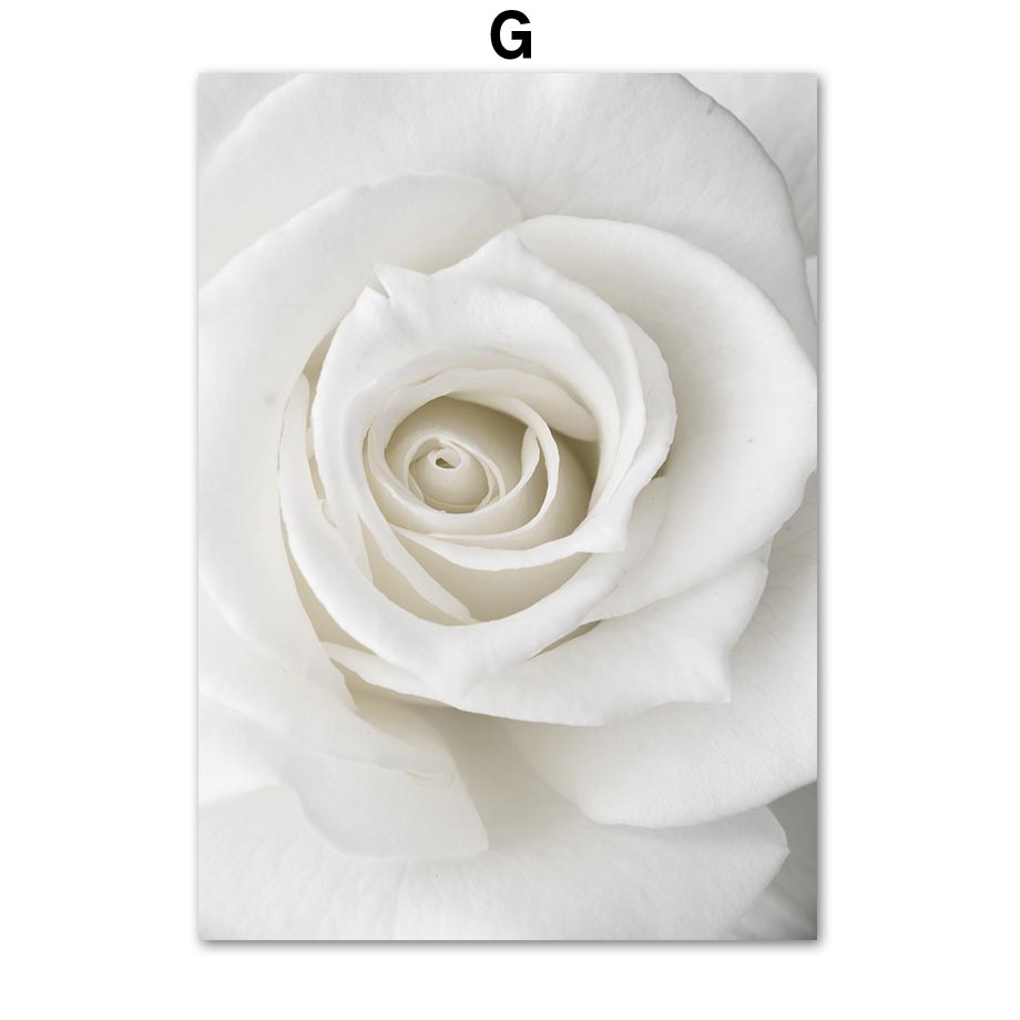 Hvit Peonrose Blomst Enkelhet Lerretsmaleri Nordiske Plakater Trykk Planter Romdekor Veggkunst Bilder Hjemmedekorasjon