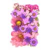 1 Set Dried Pressed Flowers Kit Colorful Natural Flowers DIY
