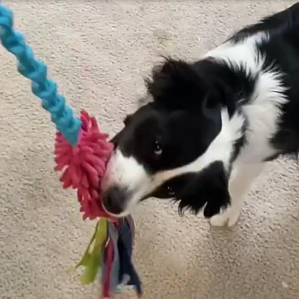 Rope Bite Chew Pet Toy Interactive Dog Rope Toy Durable Pet Plush Toy for Small Medium Large Dogs Chew Toys 5