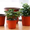 50 Pcs Plastic Nursery Pot Double Color Plant Seedling Holder Raising Nutrition Block Pot Gardening New