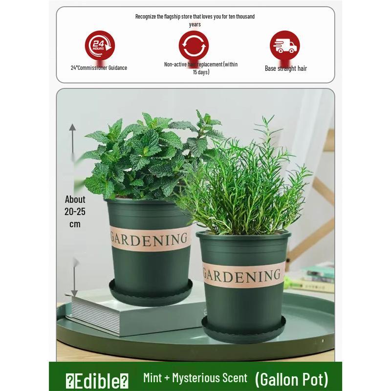 Potted Rosemary and Mint Seedlings: Edible, Mosquito-Repellent Herbs for Indoor Use