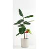 Bonsai Soil Moisture Meter Planter Water Remind Warning Alert Content Garden