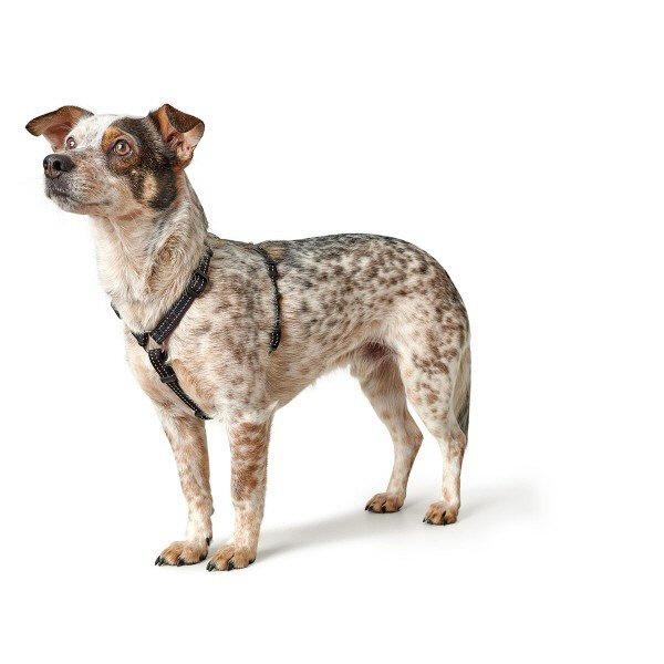 Hunter Dog Harness Tripoli Black XXS-XS