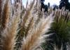 SAFLAX Erba della Pampa Americana - 200 semi - Cortaderia selloana