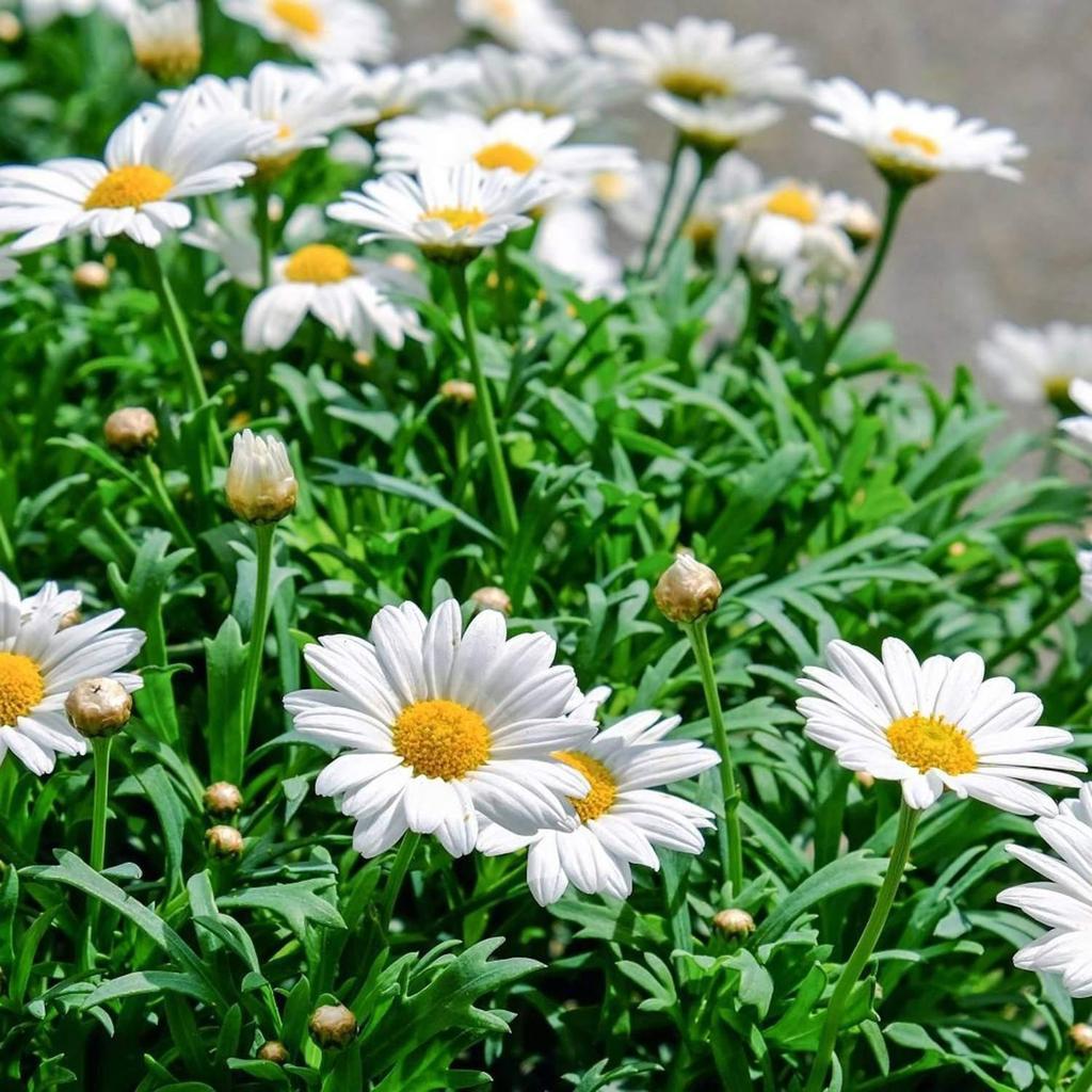 Buy 30Pcs Garden Open Pollinated White Flower Yellow Center Daisy Seeds ...