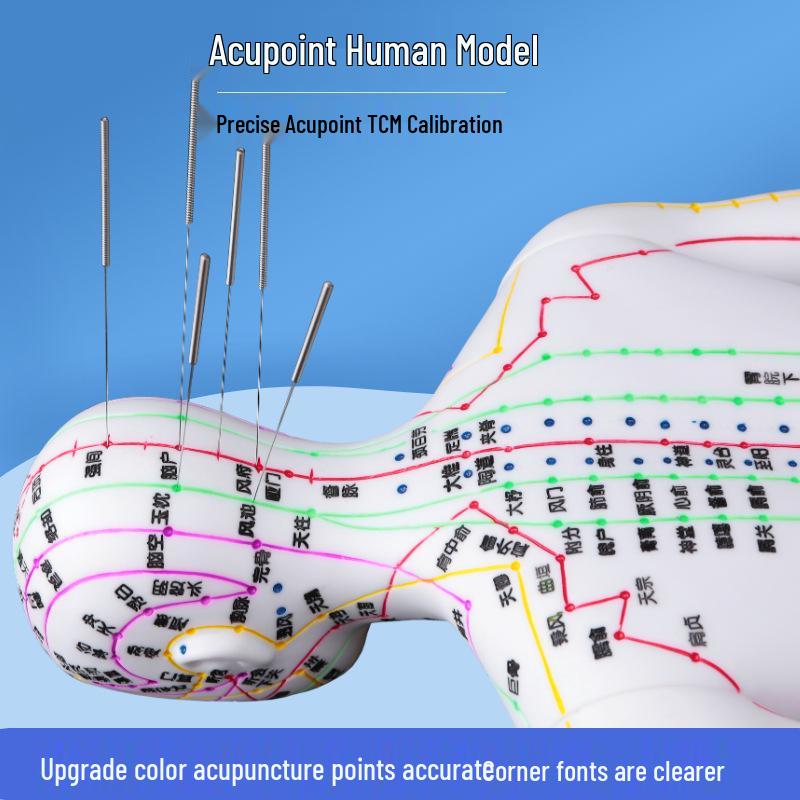 50CM Průhledný meridiánový model lidského těla - Mužský a ženský Akupunkturní body tradiční čínské medicíny.