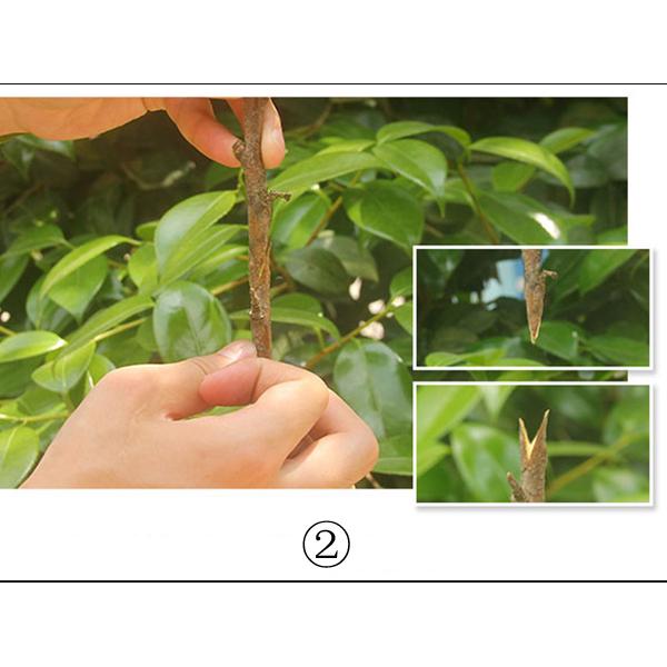 Garden Tools Grafting Machine Tree Grafting Tools Secateurs Scissors Grafting KIT Cutting Pruner