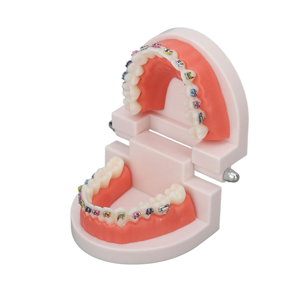 Dental Typodont Teeth Model with Orthodontic Metal Bracket for Dentist Teaching Research Dental