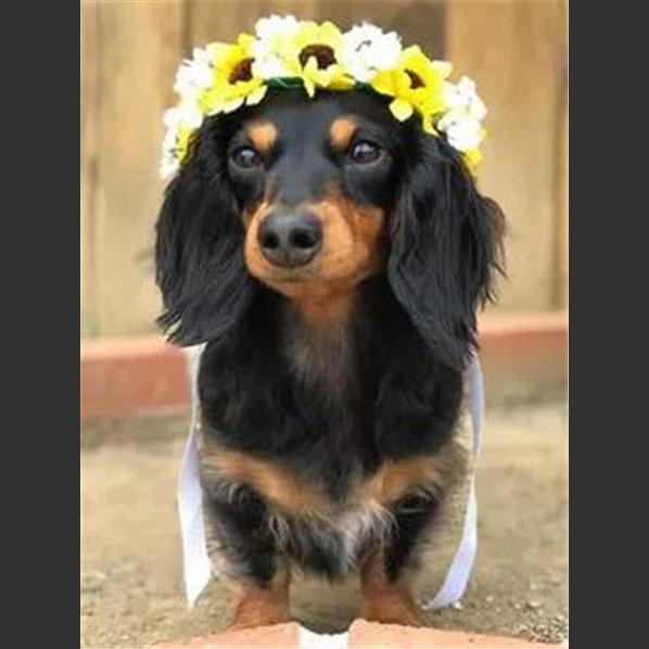 5D DIY Diamond Painting Cute Little Black Dog Diamond Embroidery Cross Stitch Kit Full Rhinestone Mosaic Home Decor