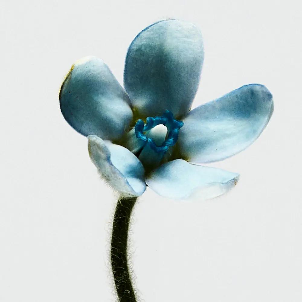 Eau de Toilette Loewe 001 Woman 100 ml