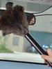 Ostrich Feathers Duster Portable Retractable Feathers Duster Antistatic Ostrich Natural Feathers Brush Duster Cleaning Tool
