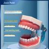 Dental Resin Teeth Model for Oral Instrument Practice: Implants, Extracted Teeth, Root Canal, and Gingival Retraction.
