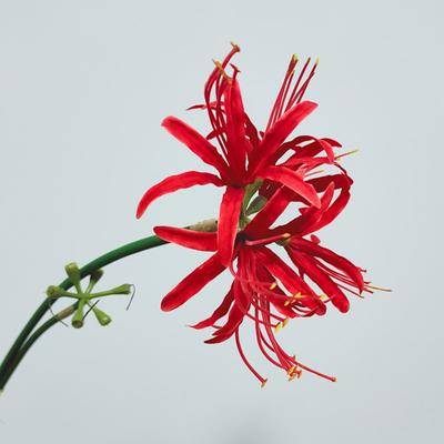 Crini de păianjen roșu, flori artificiale, ramură frumoasă de flori de mătase, flori falsă de Lycoris, nuntă, decorațiuni pentru casa, recuzită pentru fotografie