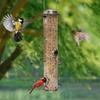 Metal Bird Food Dispenser Automatic Bird Feeding Bowl Feeding Container Bird Feeder  Outdoor